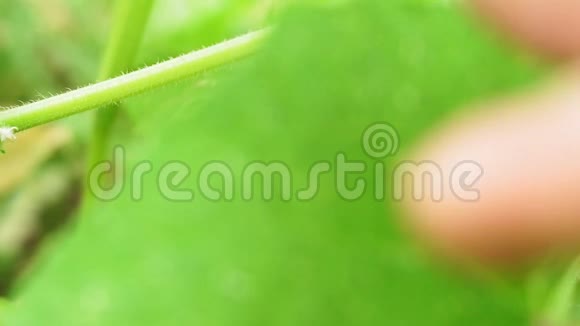 大自然田间种植蔬菜黄瓜的农场特写视频的预览图