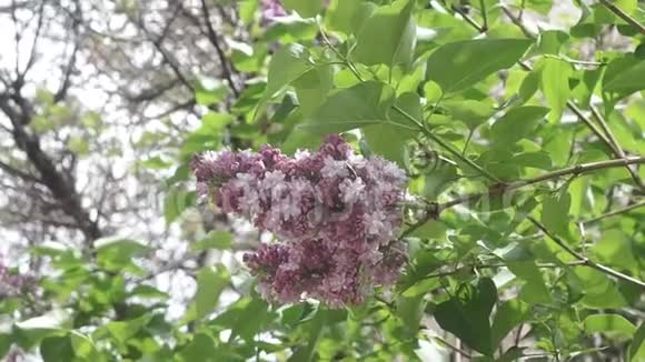 丁香花在树枝上春季开花植物视频的预览图