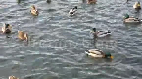 河里的野鸭男性和女性商场视频的预览图