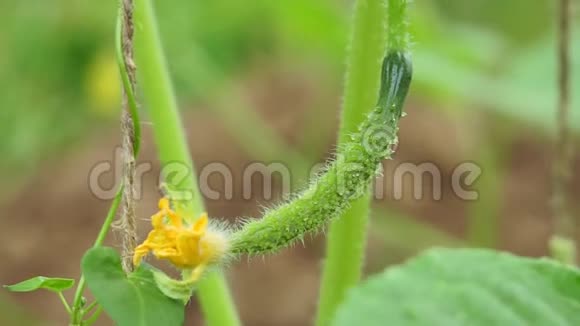 黄瓜藤的特写开花黄瓜在农场种植有机蔬菜选择性重点视频的预览图
