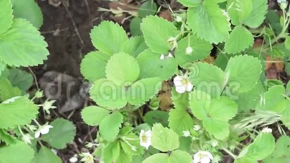开花时的林地草莓佛拉加里韦斯卡白花的草莓植物视频的预览图
