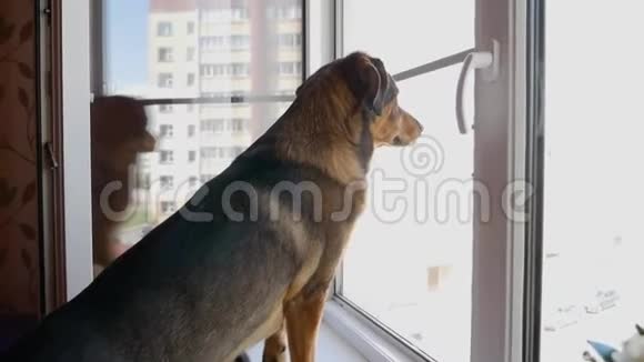 狗站在窗台上望着窗外视频的预览图