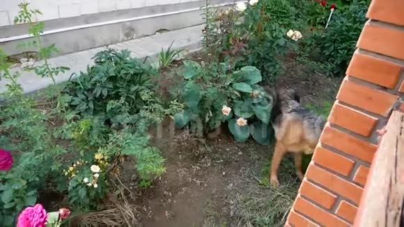 德国牧羊犬带着鲜花在花园里散步视频的预览图