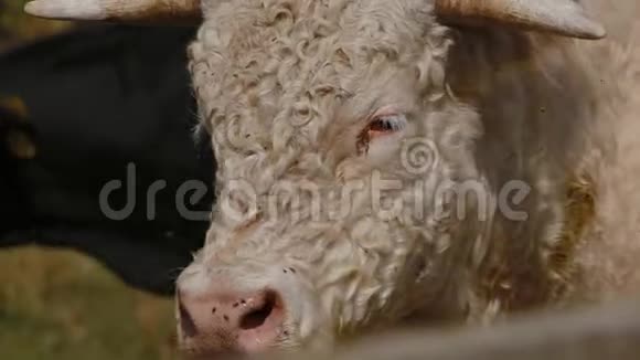 站在农场上一头美丽的白色卷发的公牛站在农场上苍蝇和子坐在他的眼睛上视频的预览图