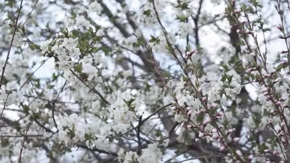 早春开花的樱桃树有白色小花序的枝条视频的预览图