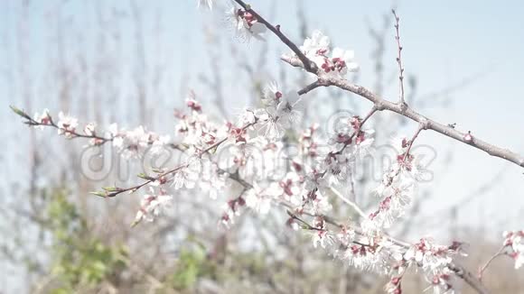 开花的杏树初春有小白花的枝视频的预览图