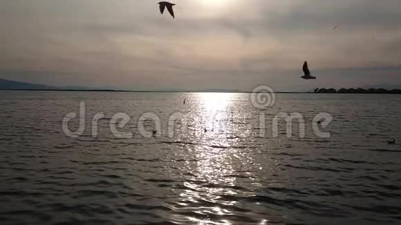 伊兹密尔日落前海鸥在海面上飞翔土耳其超慢动作视频的预览图