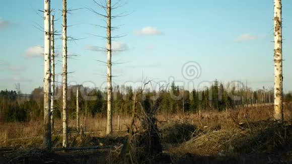 欧洲云杉对树皮木甲虫虫害云杉和韧皮树进行了侵害形成了视频的预览图
