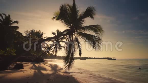 棕榈树和热带岛屿海滩多米尼加共和国蓬塔卡纳的日出拍摄地视频的预览图