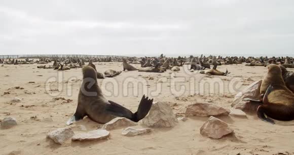 十字角海滩上一大群海豹的照片野生动物4k视频的预览图