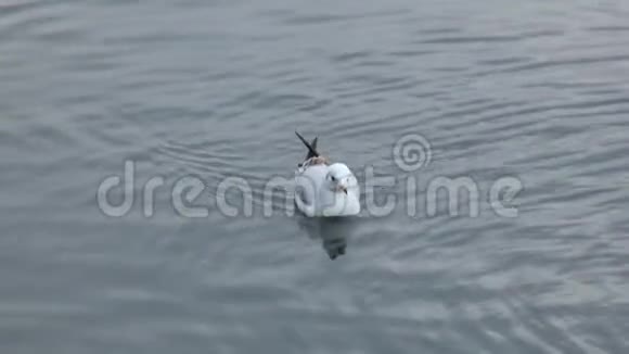 孤独的海鸥在野鸭之间的河流中游泳视频的预览图