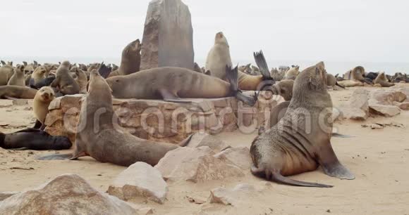 很多海豹在海滩上休息在纳米比亚的克罗斯角有一个很大的殖民地视频的预览图