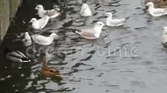 野鸭和海鸥在河水中觅食很多鸟在土豆片上游来游去视频的预览图