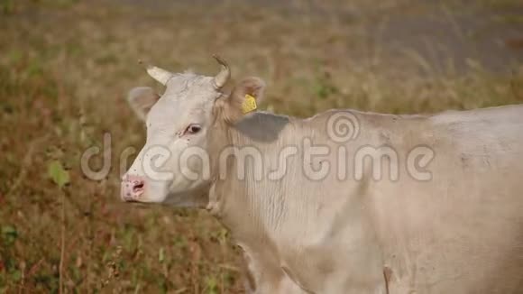 合上迷人的白牛转向摄像机直视镜头视频的预览图