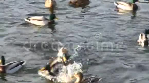 河里的野鸭雄性和雌性野鸭在水中活动视频的预览图