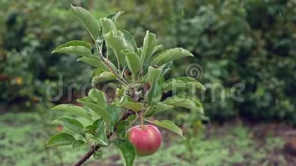 雨中苹果在花园里成熟视频的预览图