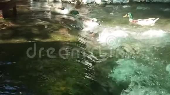 马拉德鸭子在河里游着小瀑布太慢了视频的预览图