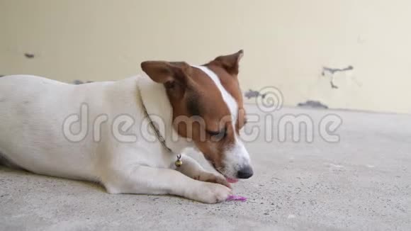 狗杰克罗素猎犬躺在房子的地板上视频的预览图