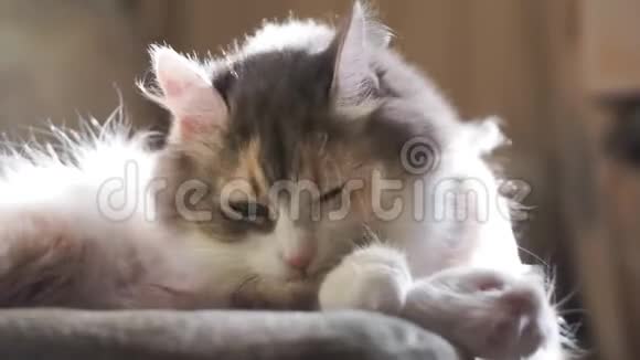 猫在沙发上舔羊毛视频的预览图