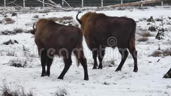 两只欧洲野牛在雪地里视频的预览图