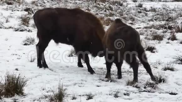 两个欧洲野牛在雪地里玩耍视频的预览图