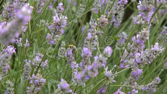 蜜蜂对紫色卢皮纳斯花视频的预览图