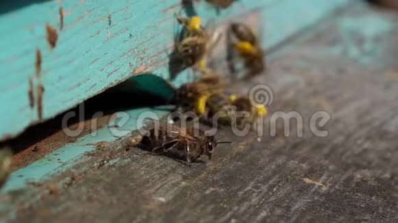 工作蜜蜂用爪子把花花粉带到蜂巢的特写镜头蜂蜜是一种养蜂产品蜜蜂视频的预览图