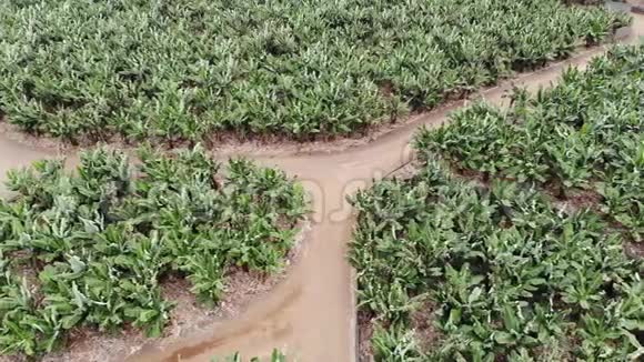 香蕉种植园和工业生态生产和发展视频的预览图