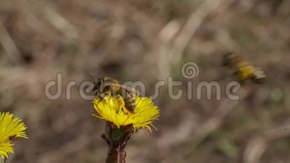 蜜蜂从黄花中收集花粉的特写蜂蜜是一种养蜂产品蜜蜂蜂蜜收集到视频的预览图