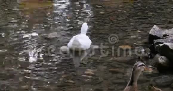 白鸭和小鸭子在河里游泳视频的预览图
