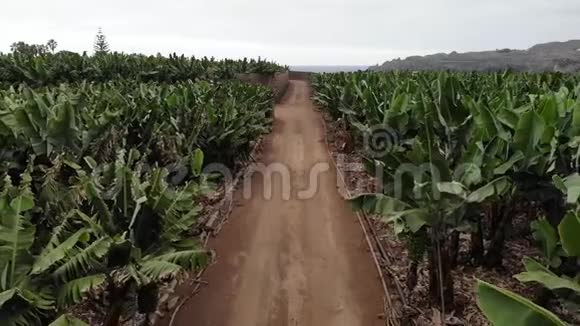 香蕉种植园和工业生态生产和发展视频的预览图