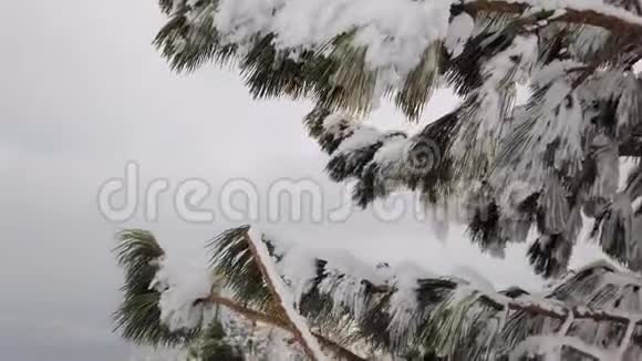 白雪皑皑的高山带着针叶的落叶树在多云的天空下覆盖着雪冬季多云天气视频的预览图