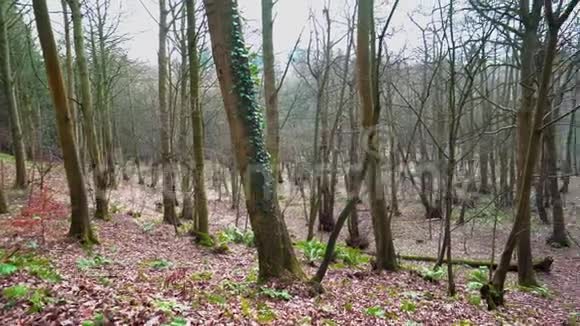 冬季森林淘拍镜头向右视频的预览图
