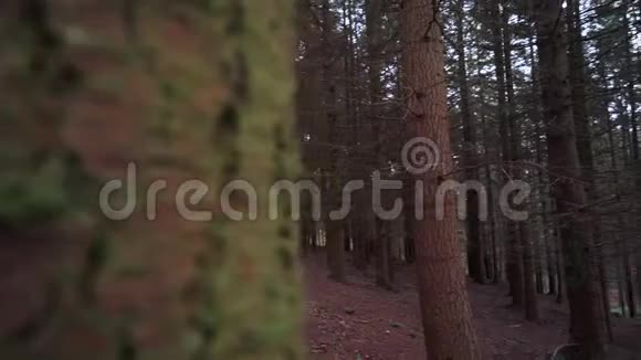 冬天的森林露出了右边的一个小镜头视频的预览图