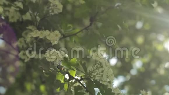 阳光下有花的树枝视频的预览图