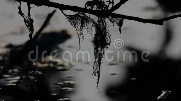 在沼泽处日落英国斯塔福德郡特伦特的斯托克西波特湖区的宁静自然场景视频的预览图