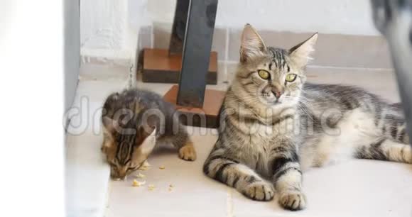 小猫吃东西猫妈妈到处看直到猫的家人害怕视频的预览图