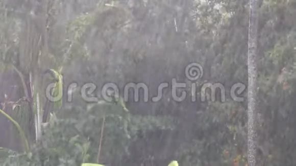 绿色热带森林下的大雨视频的预览图