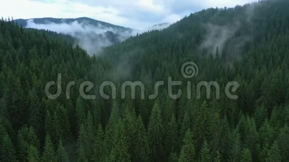 飞过多云的晚林视频的预览图