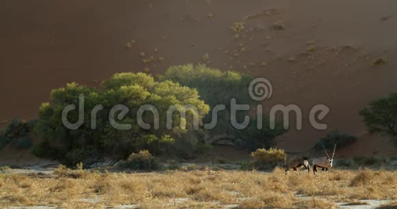 羚羊在树旁吃草背景是沙丘纳米布沙漠视频的预览图