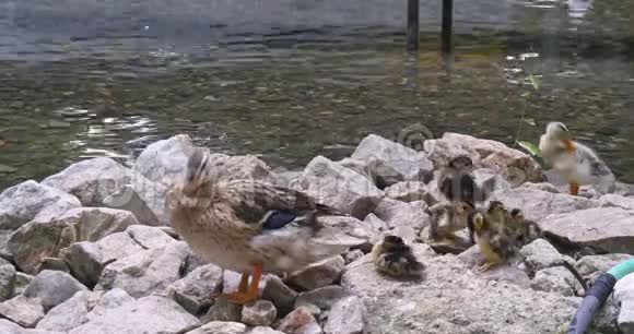 鸭子和小鸭子清洁池塘附近岩石上的羽毛视频的预览图