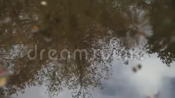 雨坑映树视频的预览图