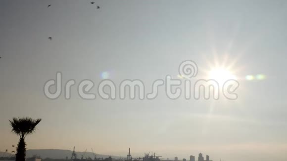 成群的鸟儿在太阳的映衬下飞翔视频的预览图