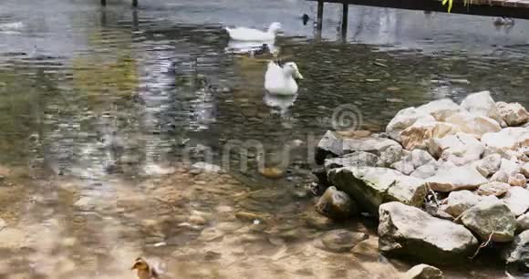 两只白鸭子和小鸭子正在池塘里游泳视频的预览图