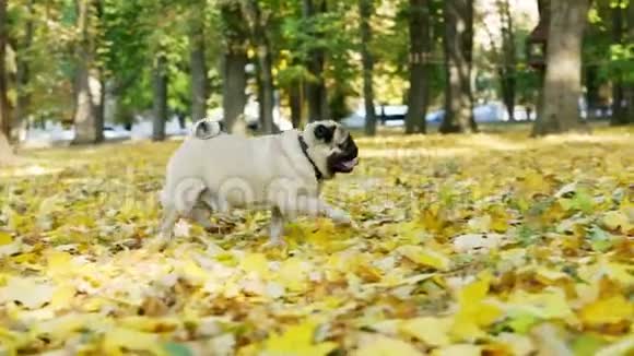 阳光明媚的秋天公园里一只活泼有趣的小狗跑向主人视频的预览图