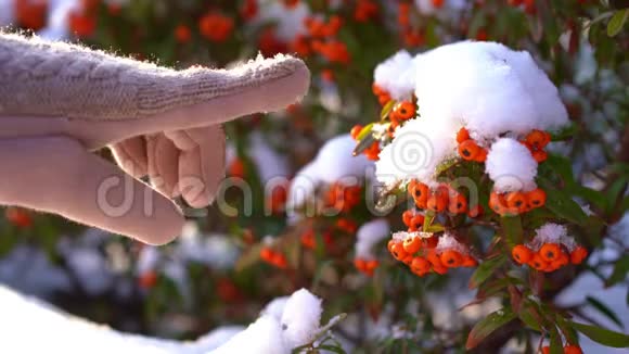 雪中的沙棘浆果女手敲雪视频的预览图