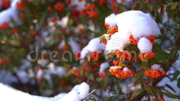 雪中的沙棘浆果女手敲雪视频的预览图