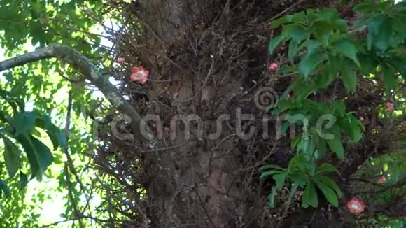 坎农球树上的粉红色花视频的预览图