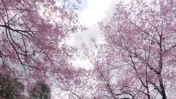 春季公园樱花树低角视频的预览图