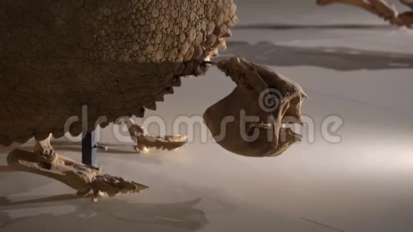 一个自然历史博物馆中灭绝的巨型巨兽骷髅视频的预览图